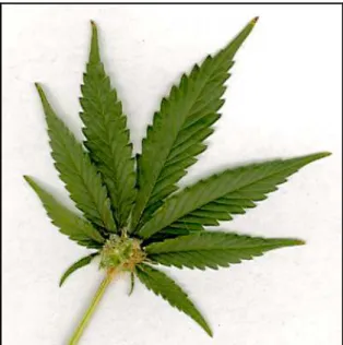 Figura 11 Cannabis sativa 