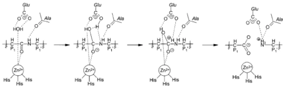 Fig. 1.6: Meccanismo d’azione della catalisi enzimatica delle MMPs 