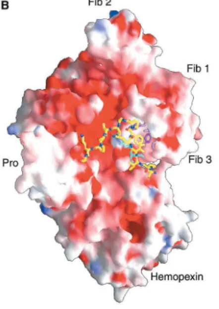 Fig. 1.11:  Interazione tra il propeptide e i domini di fibronectina.  12 