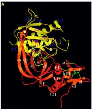 Fig. 1.13: Complesso bimolecolare fra MT1-MMP ( giallo ) e TIMP 2 (arancio)  14