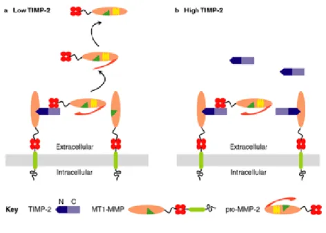 Fig. 1.15: Meccanismo di attivazione della pro-MMP-2:effetto della concentrazione del TIMP-2  sull’attivazione della pro-MMP-2 