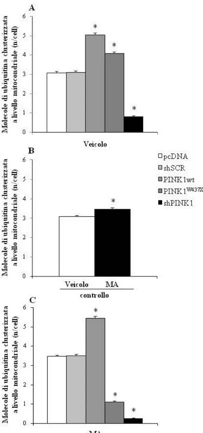 Fig.  15.  La  modulazione  genetica  di  PINK1  modifica  il  numero  di  molecole  di  ubiquitina  clusterizzata  a  livello  mitocondriale