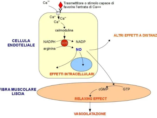Figura 5: L’ossido nitrico nella regolazione della vasodilatazione 