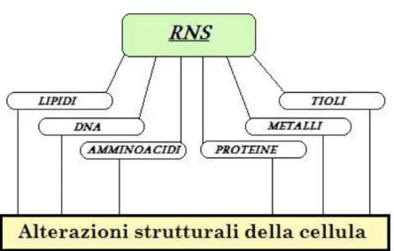 Figura 7: Effetti tossici dei radicali liberi 