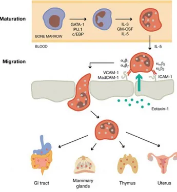 Figura 3: Maturazione e migrazione  degli eosinofili.