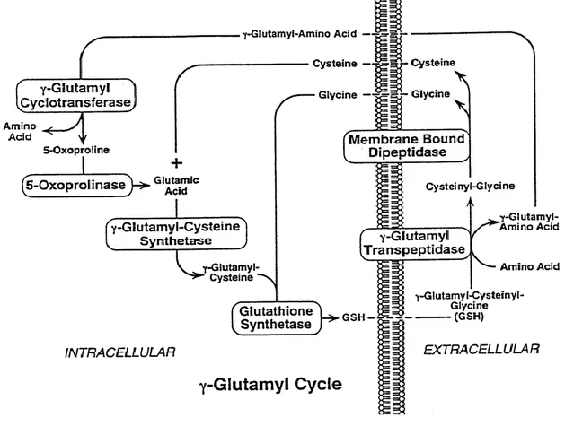 Figura  1.6 Ciclo del γ-glutammile. 