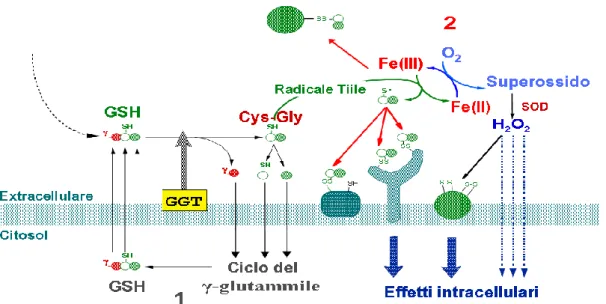 Figura 1.7. Catabolismo GGT-dipendente del glutatione (GSH) extracellulare: 