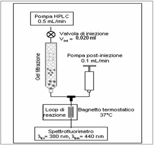 Figura  3.2.1:  Rappresentazione  schematica  della  strumentazione  per  la  separazione e quantificazione delle frazioni plasmatiche