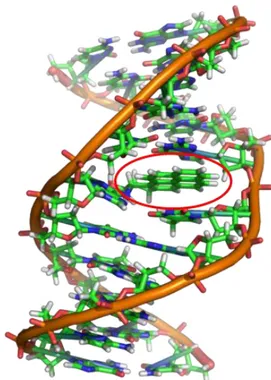 Figura 1.7 Intercalazione di una molecola di benzopirene (cerchio rosso) tra due paia di  basi del DNA