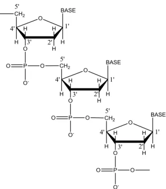 Figura 1.3 Connessione di nucleotidi in un filamento singolo di DNA. 