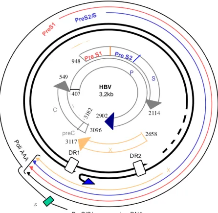 Fig 2- HBV genome organisation 