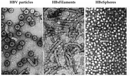 Fig.  3  –  Morphology  of  HBV  particles,  HBs  filaments  and  HBs  spheres  -    [adapted  from: 