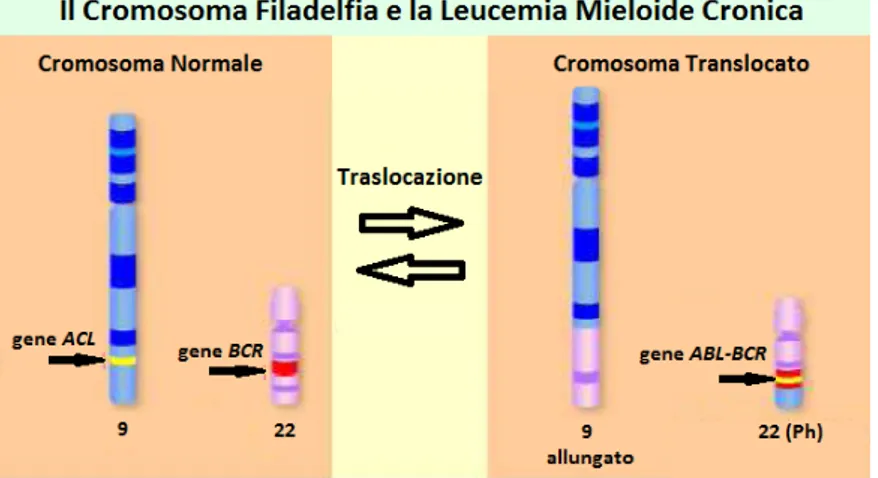 Figura 2.1: La traslocazione che porta al cromosoma Ph