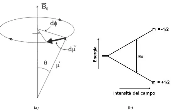 Figura 1.1. Effetto classico e quantistico di un campo statico su uno spin: in (a) la precessione classica, in (b) lo split dei livelli energetici.