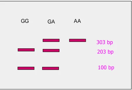 Figura 33. Lo SNP -801G&gt;A determina  la presenza di  una  guanina  in posizione 801 al posto  di  una adenina  nella regione 3’  non tradotta del  gene