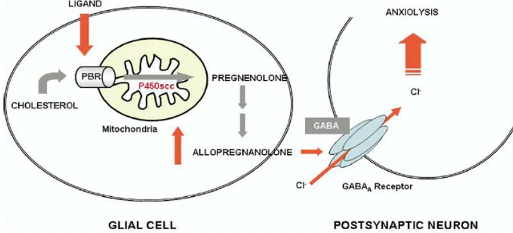 Figure  5.  Schematic  representation of  TSPO-mediated  regulation of  neurosteroid  bio- bio-synthesis and its role in neurological disorders