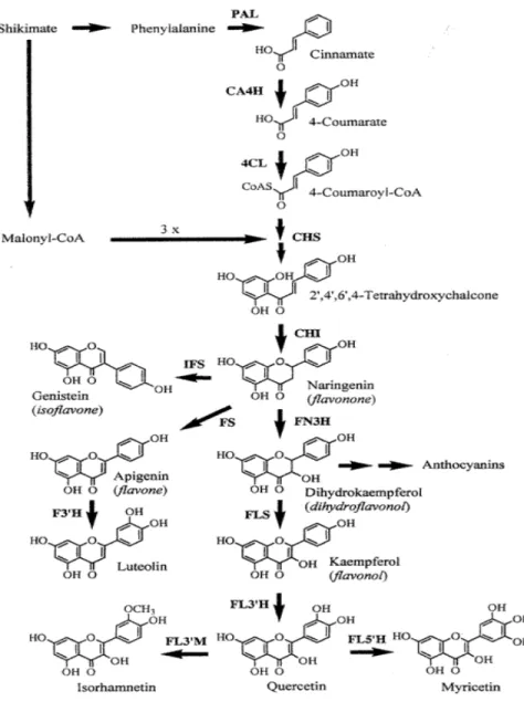 Fig 3: Rappresentazione schematica delle ramificazioni più importanti nel percorso di  biosintesi dei flavonoidi 