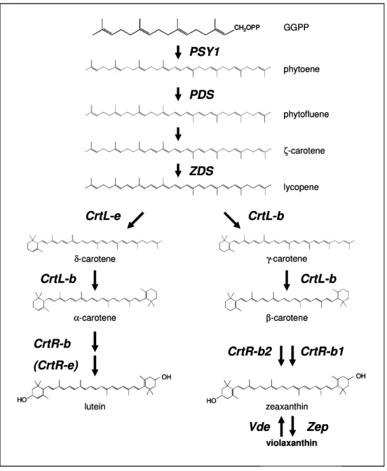 Fig.  4: Rappresentazione schematica della via biosintetica dei carotenoidi 