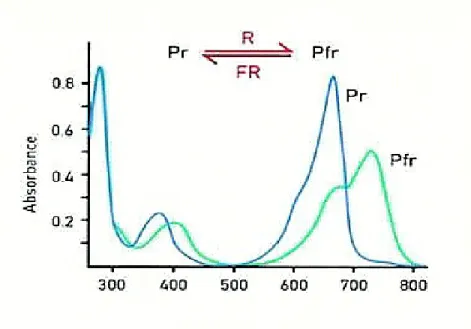 Figura 7: Spettri di assorbimento delle forme Pr (linea blu) e Pfr (linea verde) del  fitocromo 