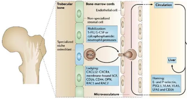 Figura 1.9 Mobilizzazione e homing delle HSCs. 