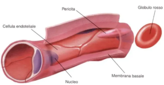 Figur a 2.2 Rappresentazione di un vaso sanguigno capillare. 