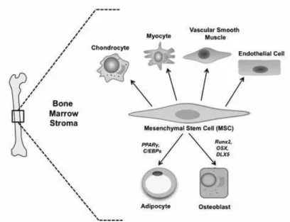 Figura 2.9 Differenziazione da MSCs in osteogenesi o adipogenesi richiede l’attivazione di specifici fattori di  trascrizione 