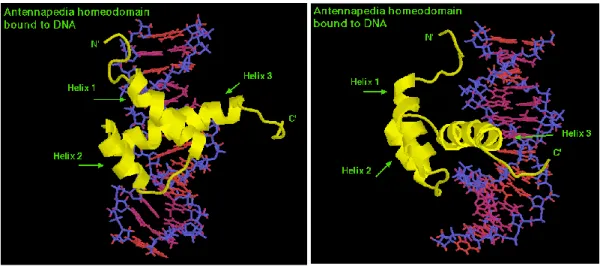 Figura 5.1 Struttura tridimensionale dell’omeodominio di Antennapedia da due diverse  angolazioni.