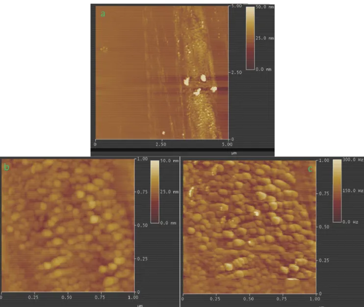 Figure  6.5  Tapping  mode  AFM  images  of  the  surface  of  /MWNT-g-PAN/  CdSe  grown  on  glass  substrate  by  dip  coating  and  annealed  under  vacuum  at  80  °C  (a)  5X5  micron,  (b,  c)  the magnified view (1X1 micron) of height and phase, res
