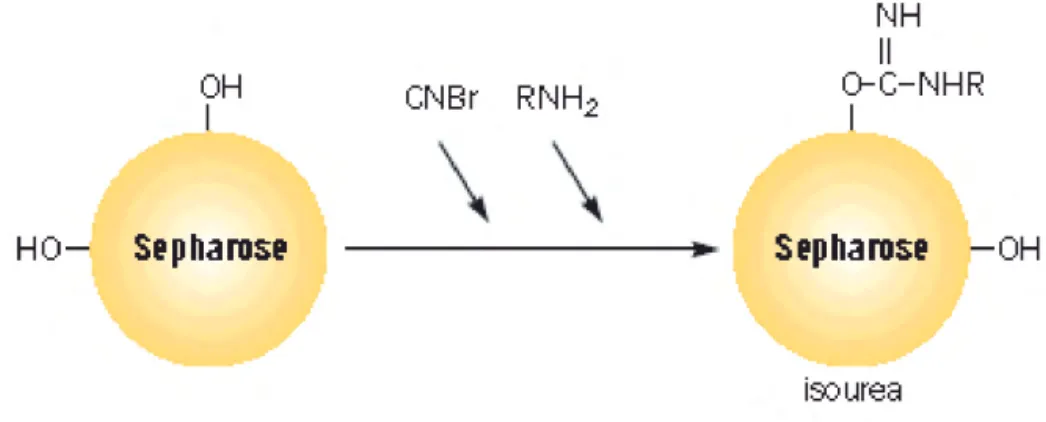 Fig. 1. Attivazione di una resina di sefarosio con CNBr ed accoppiamento del ligando alla matrice attivata.