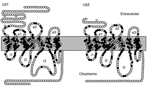 Figure 7 Different aminoacid compositions between the two cannabinoid receptors 