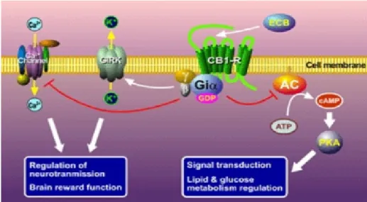 Figure 8 Intracellular pathway after CB1 stimulation. 