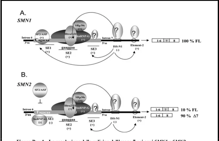 Figura Box 1  La regolazione dello splicing dell’esone 7 nei geni SMN1 e SMN2. 