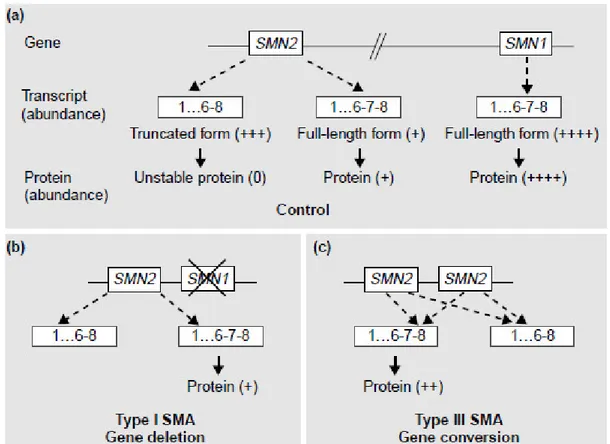 Figura 2  Le  basi  genetiche  della  SMA  (da  Frugier  et  al.,  2002):  schema 