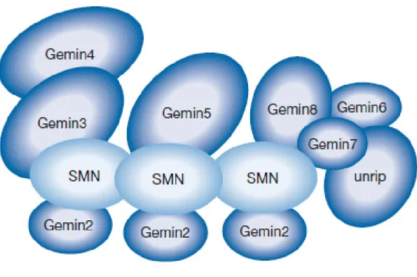Figura 3 Struttura del complesso SMN (da Pellizzoni et al, 2007). 