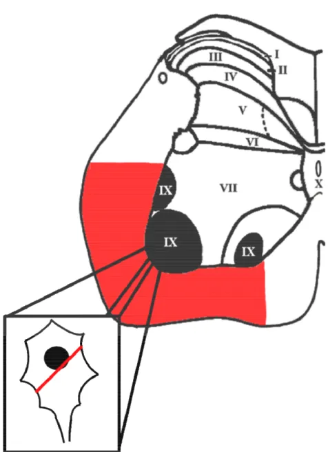 Figura 7 Localizzazione dei motoneuroni contati a livello del tratto lombare. 