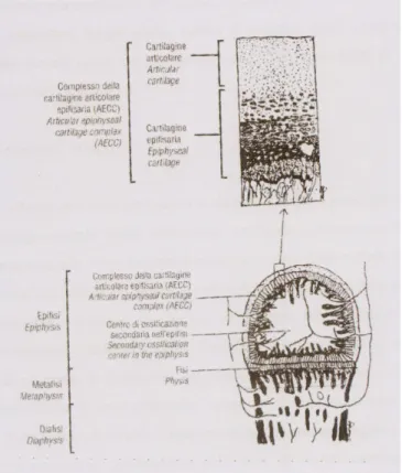 Fig.  3.  disegno  della  porzione  prossi- prossi-male di un osso lungo in un puledro