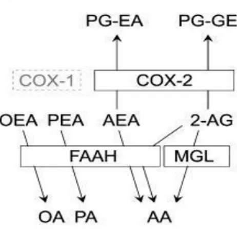 Figura  26.  Rappresentazione  schematica  del  ruolo  del  FAAH,  MAGL  e  COX-2  sul  metabolismo di AEA, 2-AG e altri endocannabinoidi [Fowler C.J., 2007]