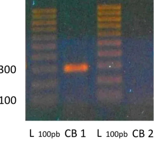 Figura  19.  Elettroforesi  su  gel  di  agarosio  per  il  prodotto  di  PCR  con  primer  relativi  ai  recettori CB1 e CB2