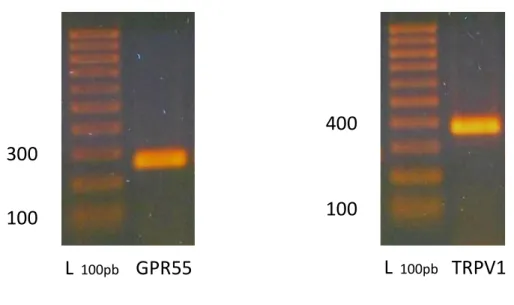 Figura 20. Elettroforesi su gel di agarosio per il prodotto di PCR con primer relativi al GPR55  e al TRPV1