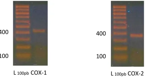 Figura  22.  Elettroforesi su gel di agarosio per il prodotto di PCR per  l'amplificazione  della  COX-1 e della COX-2