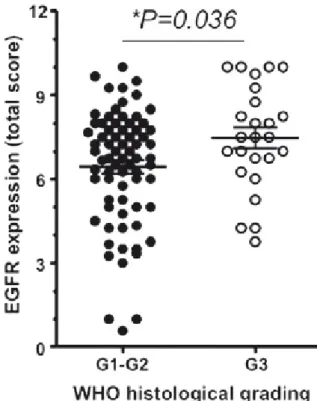 Figura 13. Espressione di EGFR in base al grading tumorale 