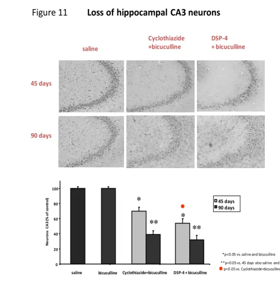 Figure 11 Loss of hippocampal CA3 neurons 