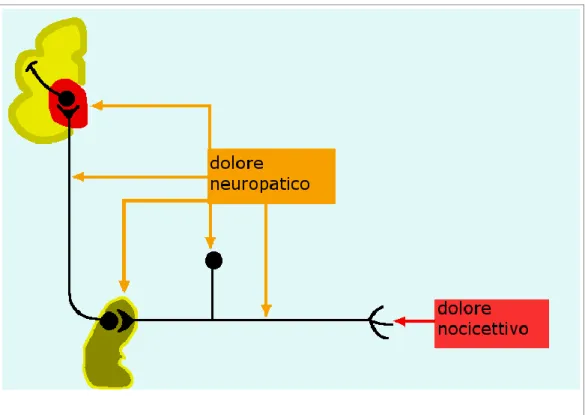 Figura 1: Trasmissione del dolore nocicettivo e neuropatico. Il dolore che  origina dalle terminazioni nervose nocicettive (nocicettori) viene definito 