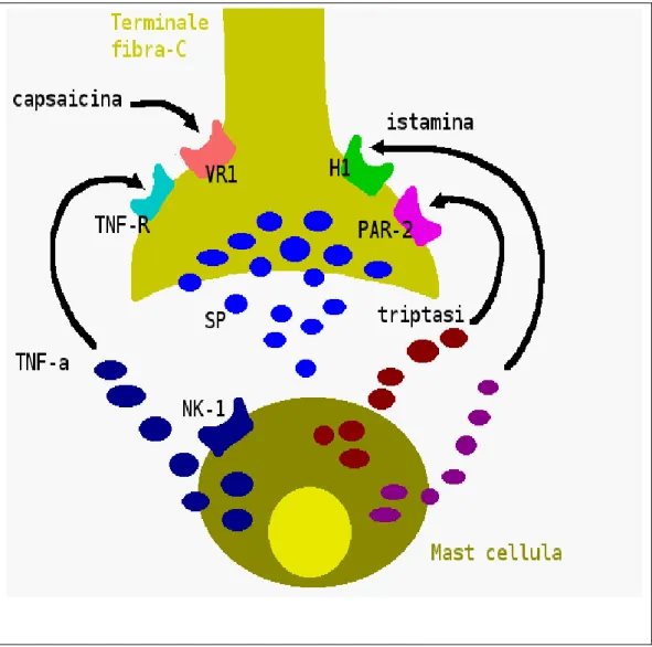 Figura 7: Comunicazioni tra terminazione delle fibre nervose C e Mast cellule del  derma