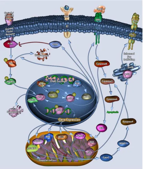 Fig. 4 Vie estrinseche e intrinseche nell’apoptosi cellulare. 