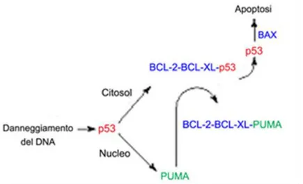 Fig. 5 Modelli dell’azione di p53 a livello mitocondriale. 
