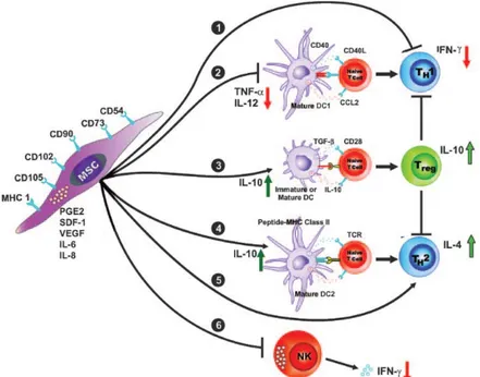 Figure 7. Proposed mechanisms of action of MSCs. The immunomodulatory effect of MSCs due to  interactions with both the innate (DC, pathways 2-4; NK cell, pathway 6) and adaptive immunity systems  (T cell, pathways 1 and 5)