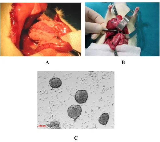 Figure 8. Pancreas isolation and islets culture. Clamping of bile duct at the duodenum point of release  (A); incanulation of bile duct in proximity of the hepatic triad (B); pancreatic islets at optical microscope,  magnification 10x, referred to a 100 μm