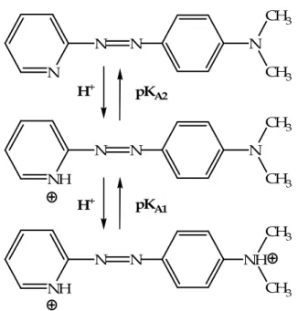 Figure 3.1 Protonation/deprotonation steps of PADA and protonation sites.  