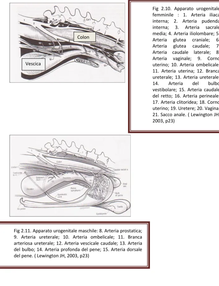 Fig 2.11. Apparato urogenitale maschile: 8. Arteria prostatica; 